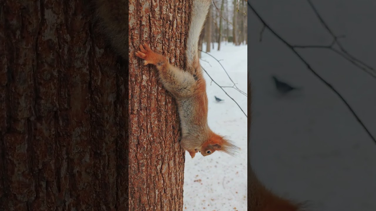 Белка с тонким хвостом 🤔 Squirrel with a thin tail
