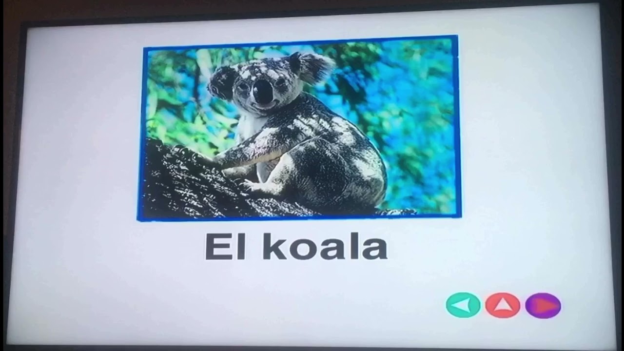 Baby Noah 2004 DVD Discovery Cards (Español)