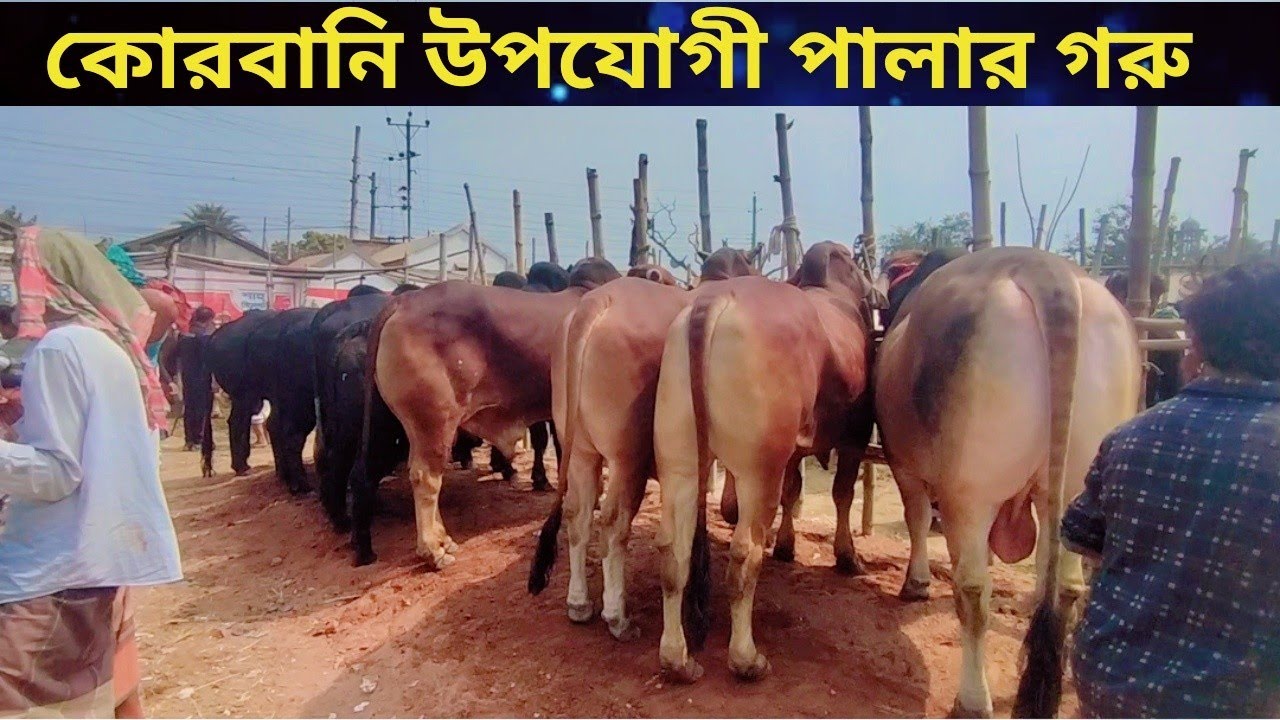 চুয়াডাঙ্গা আলমডাঙ্গা হাটের মাঝারি সাইজের পালার ষাঁড় গরু চলছে বেচাকেনা।