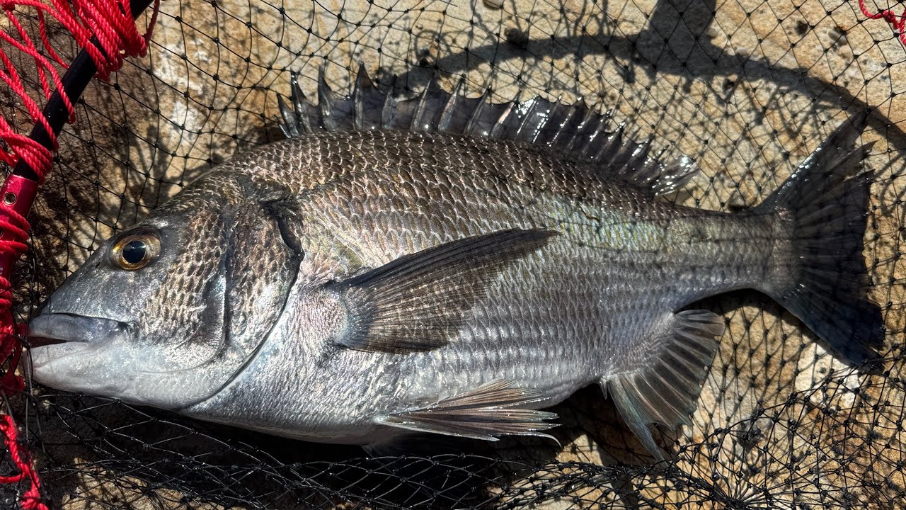 【黒鯛King 2025】春が来た!!乗っ込み巨大チヌを釣る方法は!?