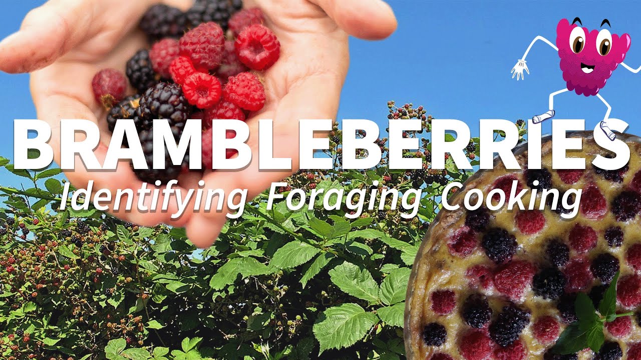 Identifying and Foraging Bramble Berries 🤤 🥧