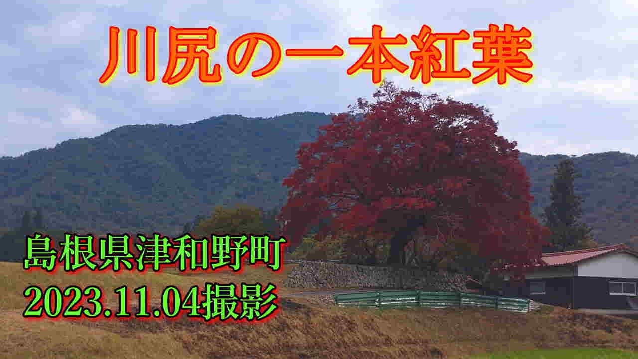 川尻の一本紅葉　2023.11.04撮影