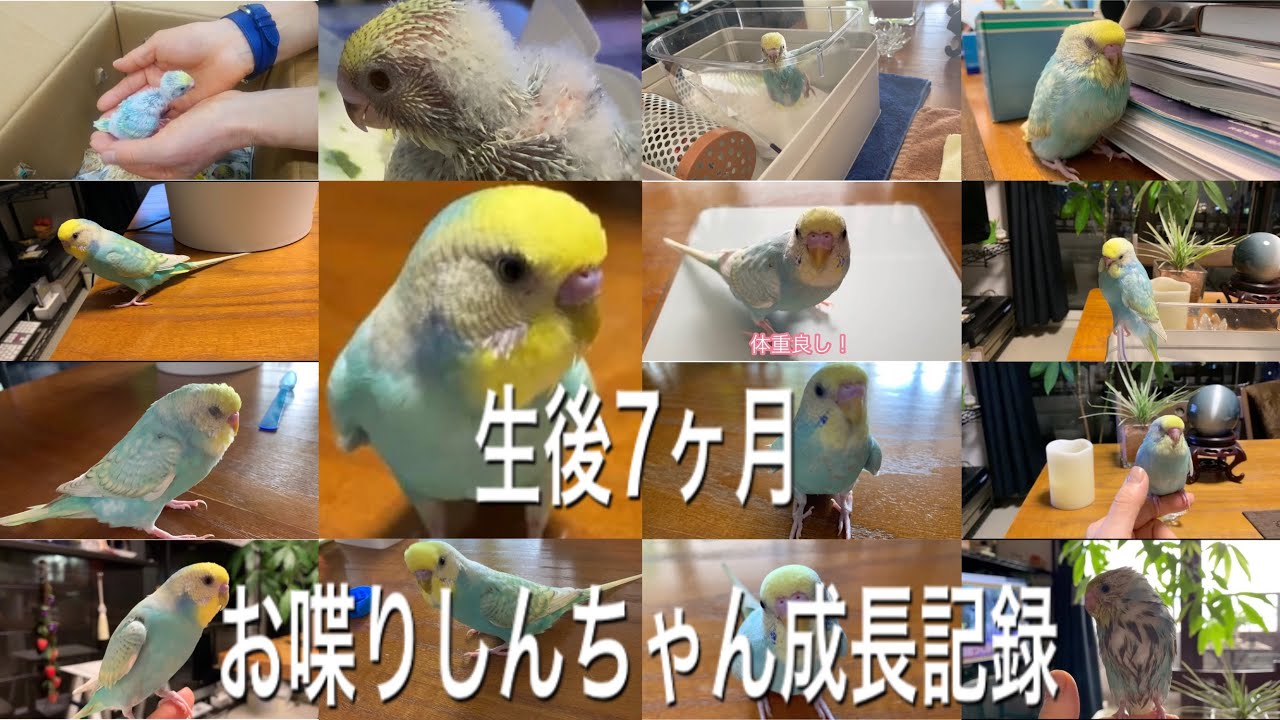 2020.10.31生後7ヶ月　お喋りセキセイインコしんちゃんの成長記録