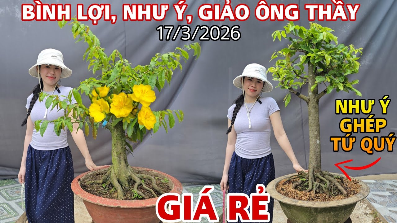 [17/3/2026] Giảo Ông Thầy, Như Ý, Bình Lợi Giá Rẻ Dễ Chơi ☎️0907411602 (Quý) | VƯỜN MAI HUỲNH GIAO 