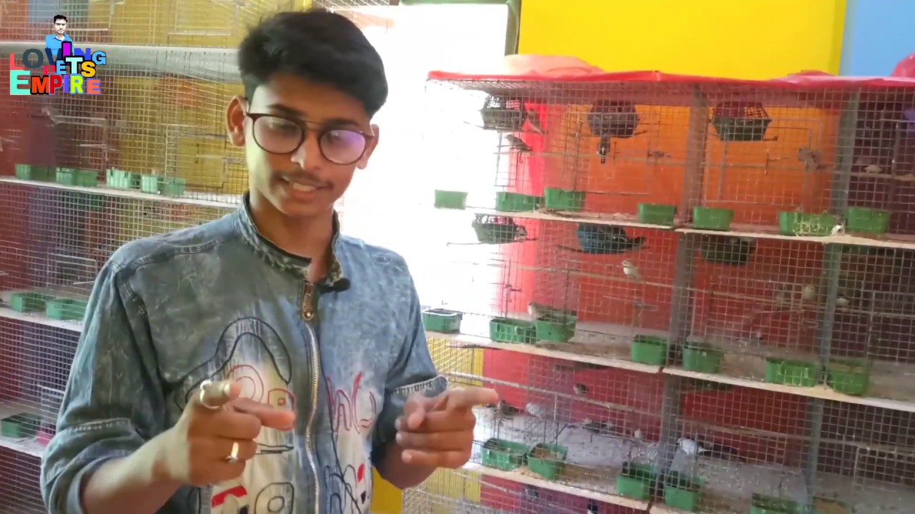 successful information for Zebra Finch Bird