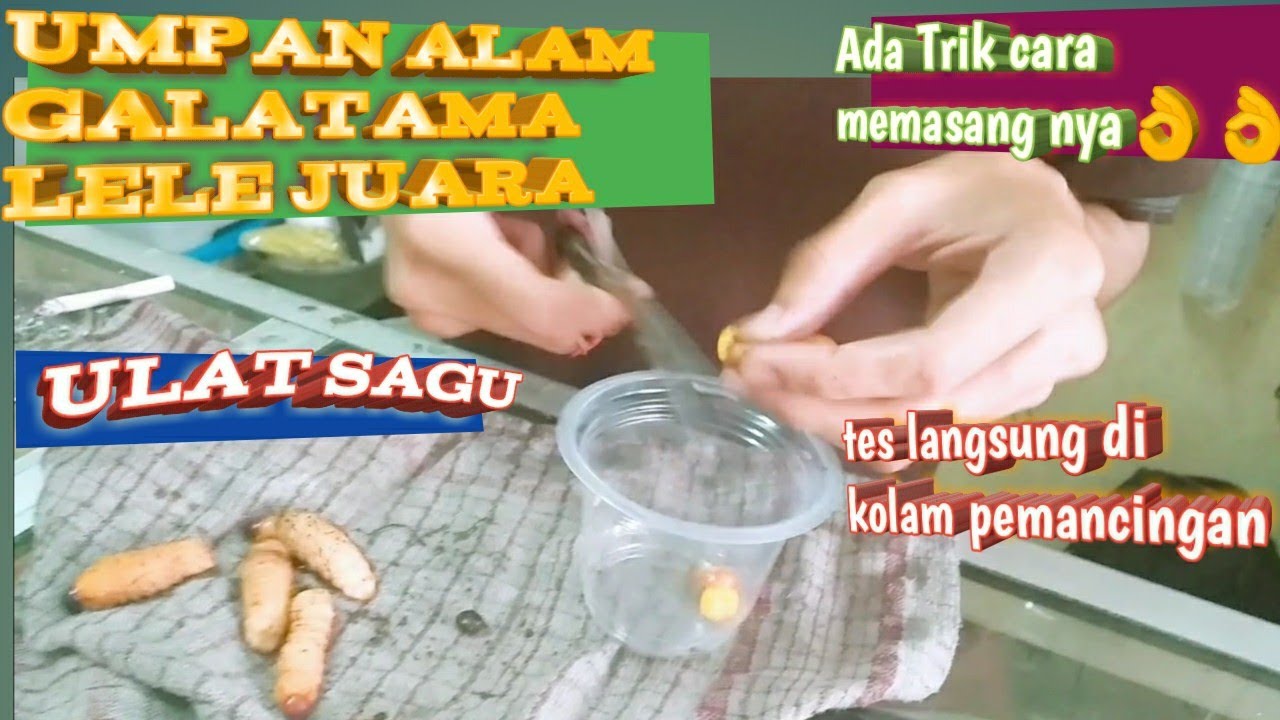 Umpan Galatama Lele 👉Ulat Sagu/Gendon 👉Umpan Juara🏆 Yang..Amis pisan bosss...!!!!