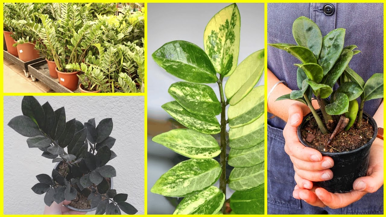 ZAMIOCULCA I CONHEÇA 5 TIPOS DE ZAMIOCULCAS E APRENDA COMO CUIDAR E PLANTAR