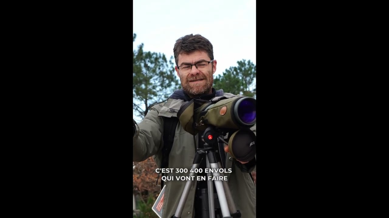 Comment observer les oiseaux du BASSIN D'ARCACHON