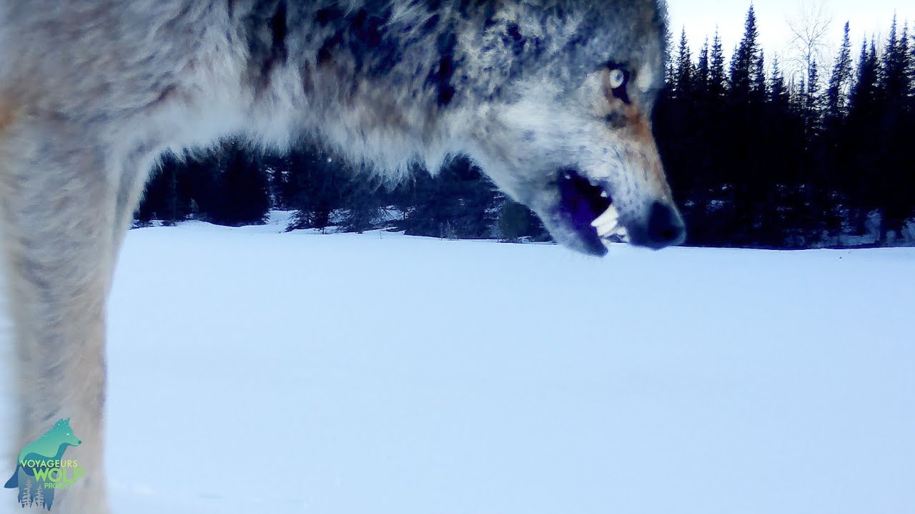 When wolves attack: wolves vs. cameras...a montage of destruction