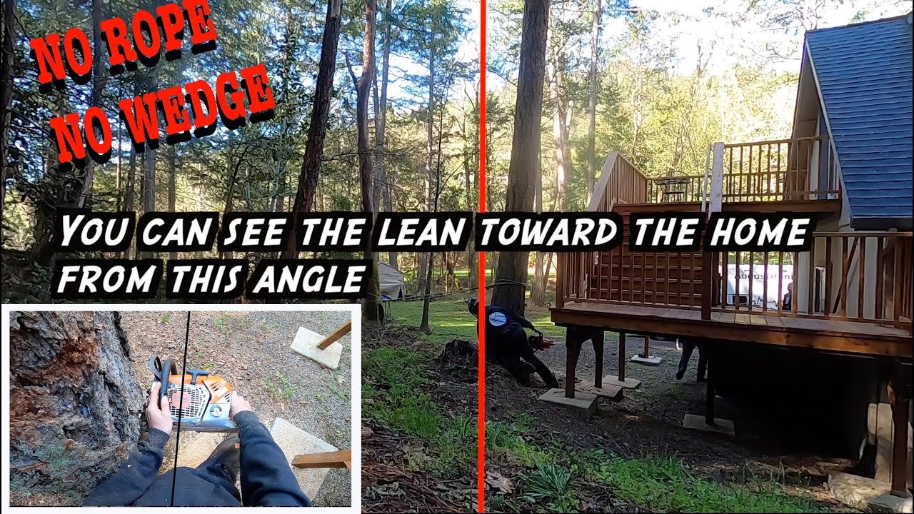 Tree Felling Scenarios, know when to walk away, know when to run