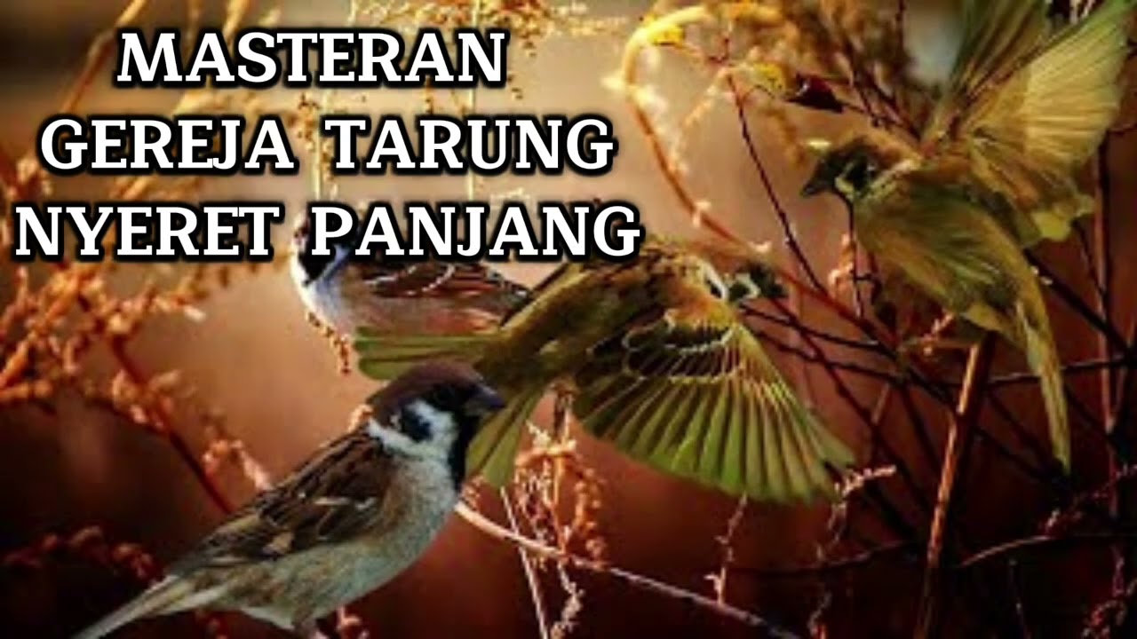 MASTERAN GEREJA TARUNG NYERET PANJANG JEDA 1 MENIT