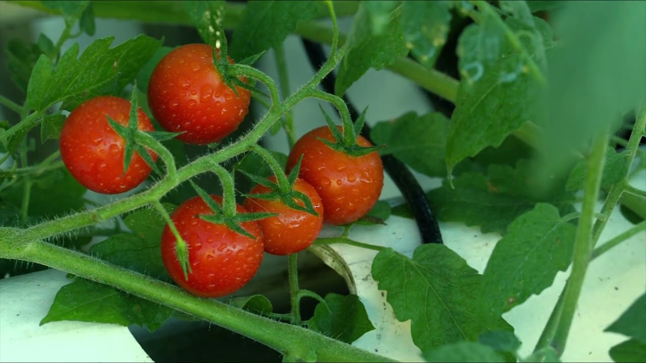 Benefits Of Aquaponics: Why You Should Get Started