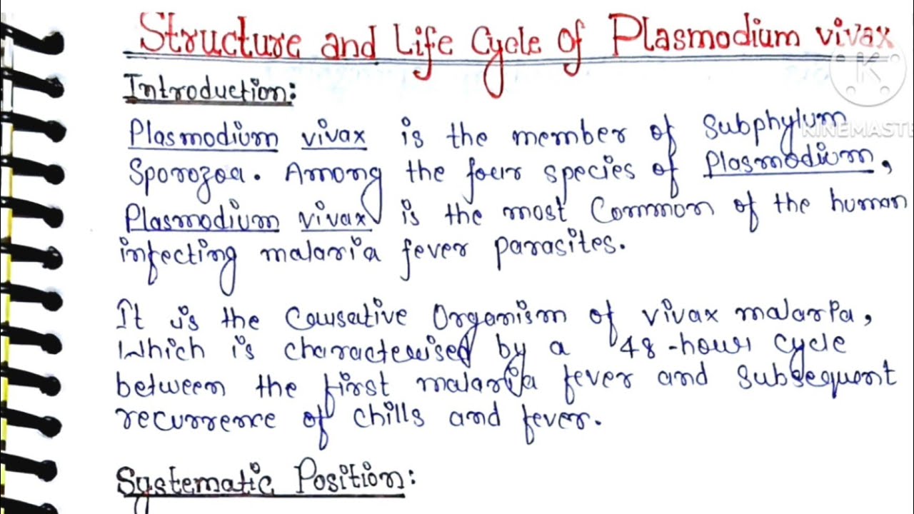 Structure And Life Cycle Of Plasmodium| Phylum Protozoa| Plasmodium vivax Life Cycle BSc 1st Year|