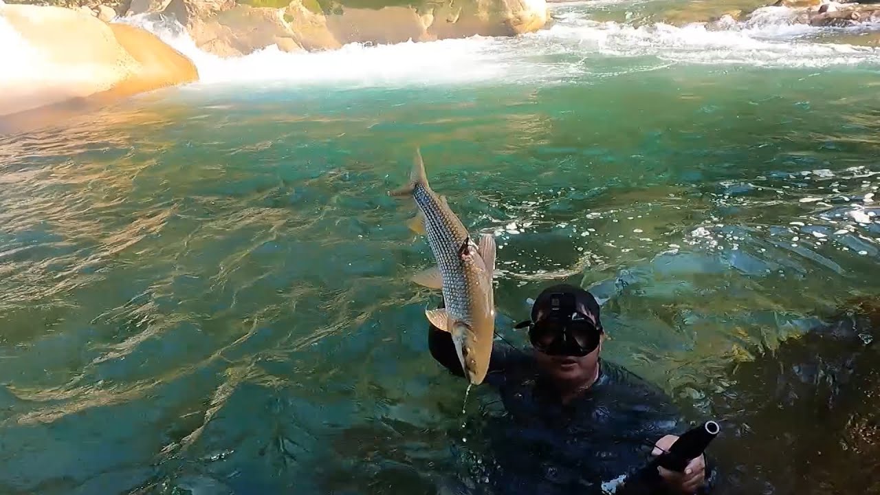 Pesca en el Putumayo con Arpón Parte 2 :  La cocina de bocachicos Monstruo.