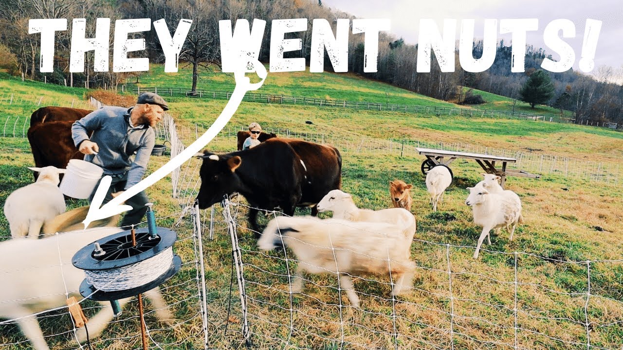 All was Calm Until We broke out the Alfalfa
