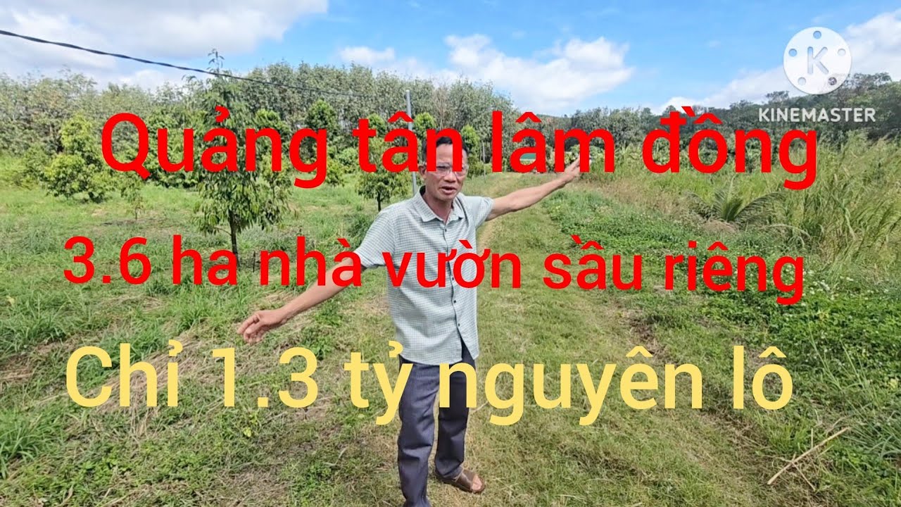 3.6 ha nhà vườn đông đặc sầu riêng năm 2.3.4 giá ngộp 