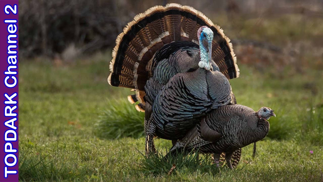 10 Razas de Pavos mas Increibles del Mundo