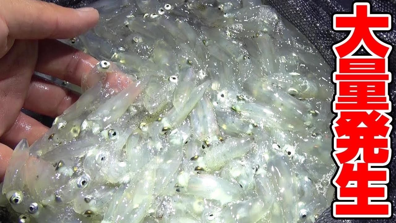 【異常発生】有明海に小さいイカが大量発生！？