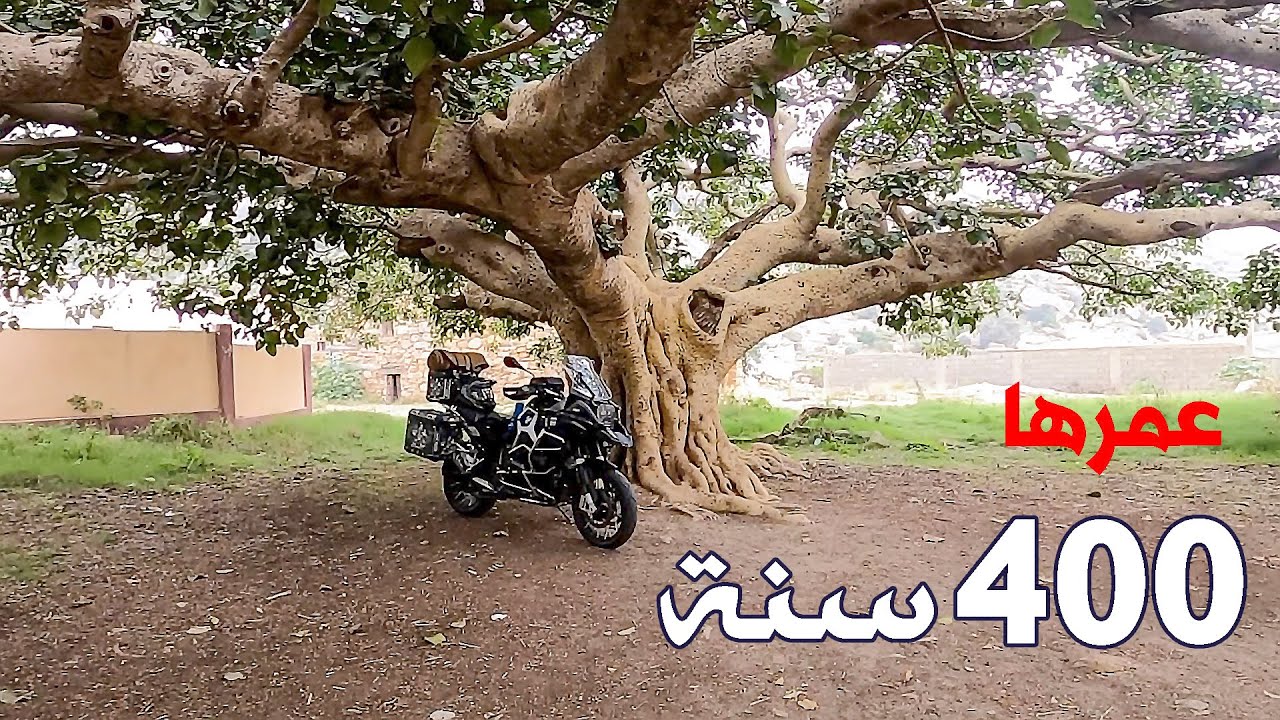أخيرا زرت الشجرة المعمرة