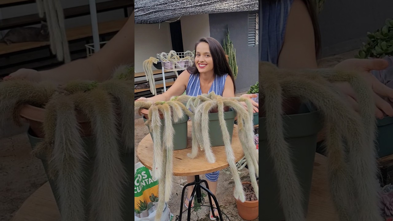 Aprenda a cultivar o Rabo-de-Macaco 🌵 #suculentasecactos #suculentaslove #cactos #echeveria