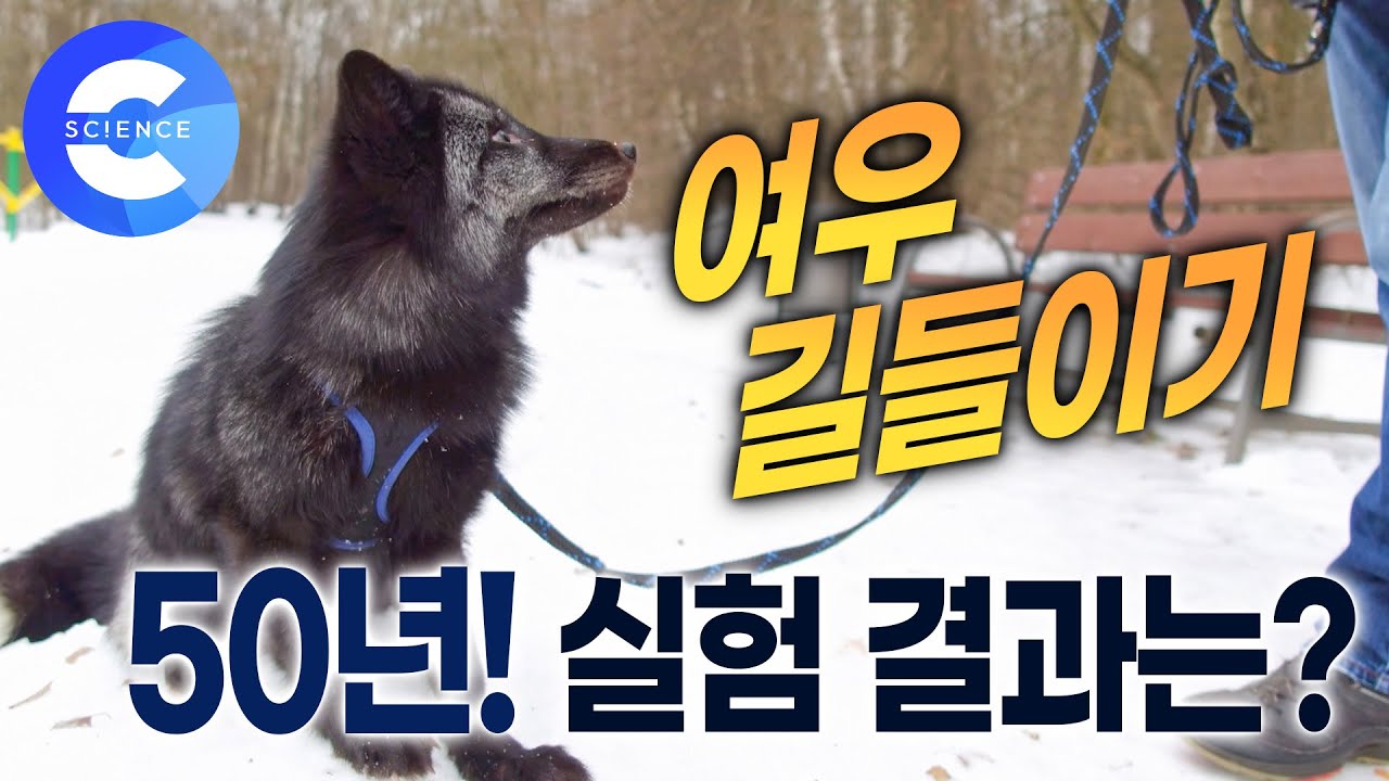공격성이 강한 야생 여우, 길들일 수 있을까? 🦊 | 은여우