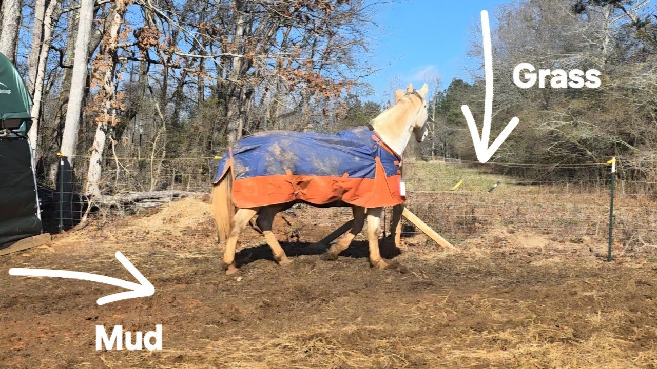 FORCED repairs to keep Cody IN the paddock and OFF the neighbor's grass. LOL
