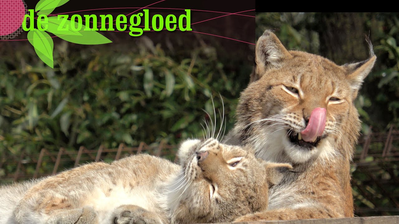 Wilde dieren van de zonnegloed oostvleteren