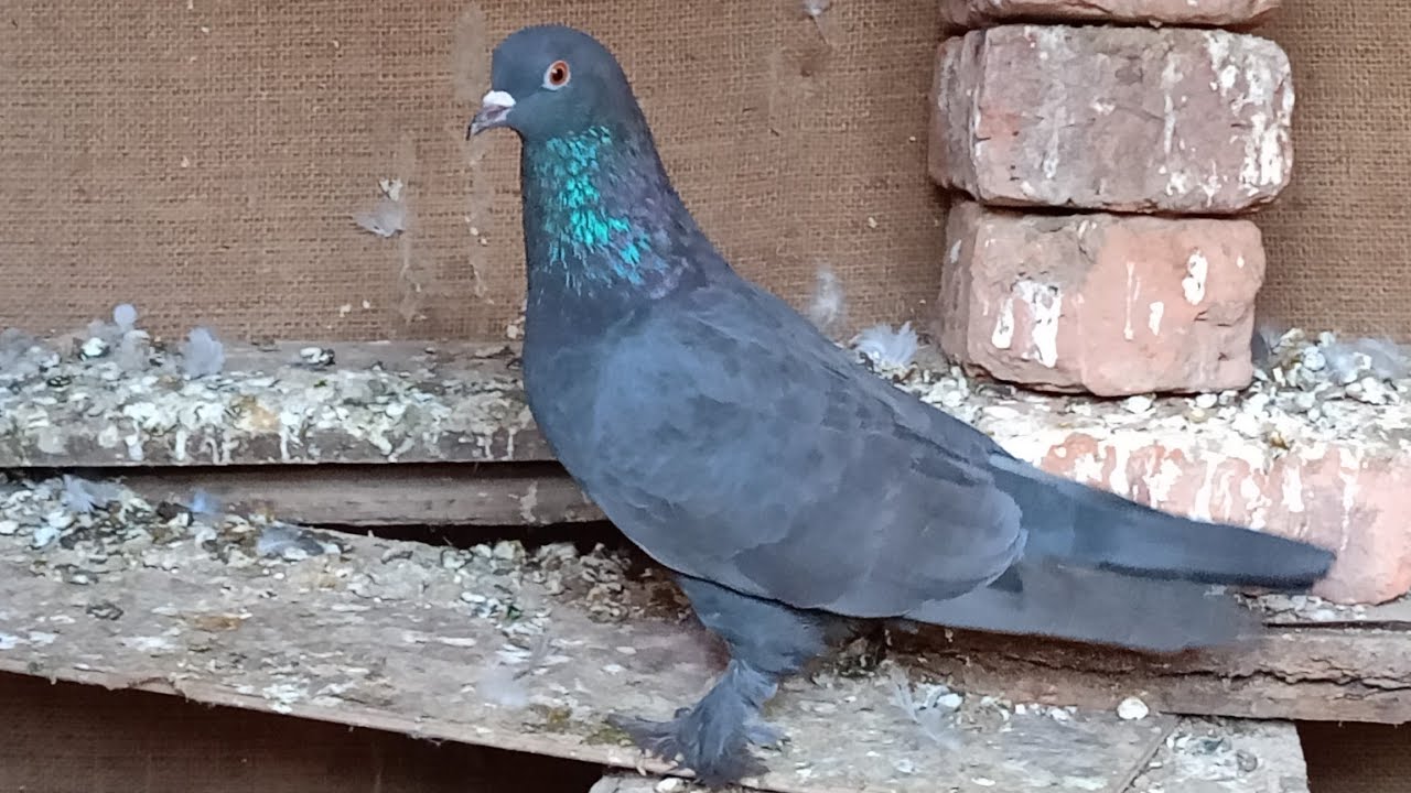 😂AZ KALDI KÖPEK ISIRACAKTI 😂