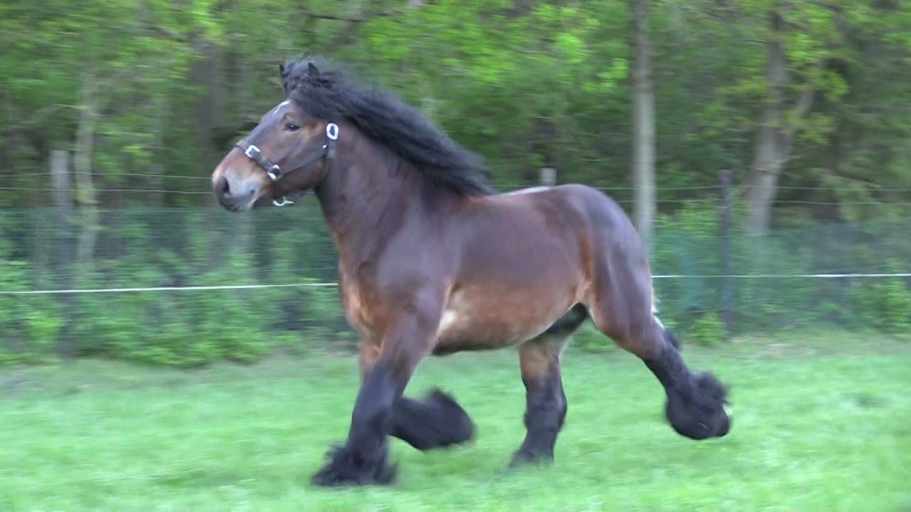 De Rietvenne Hengsten 2020