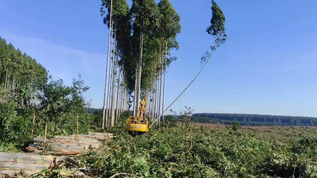 Tala rasa de #eucalyptus #eucalipto con #harvester #komatsu con cabezal #loman #viralvideo #viral