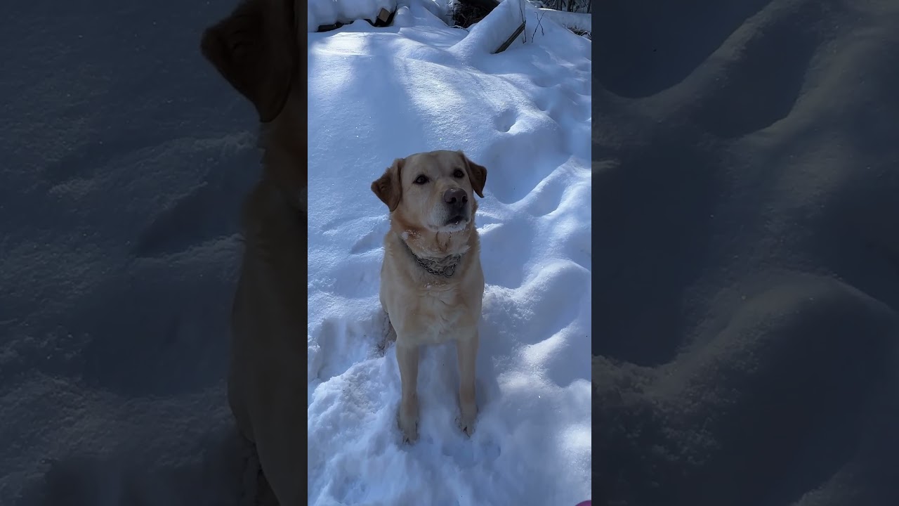 Doug The Dog: A Canadian Homestead