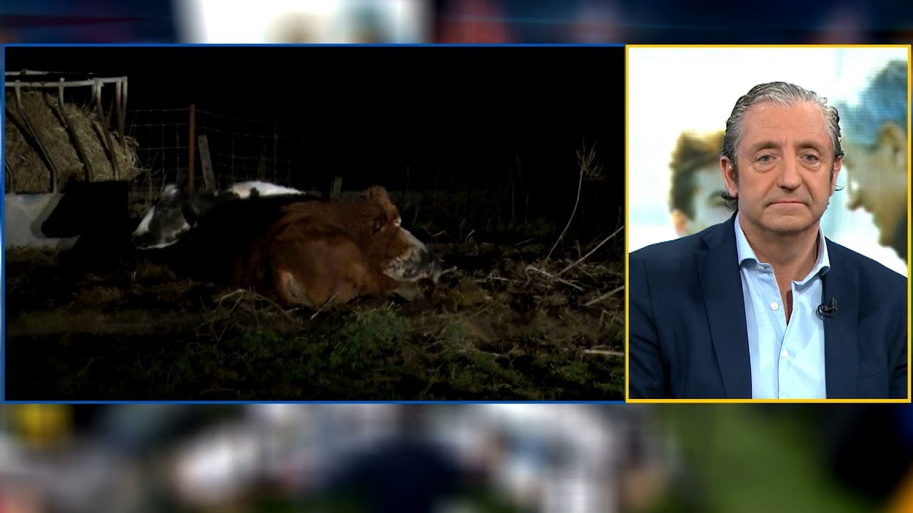 EL CHIRINGUITO, con las VACAS del pueblo de QUIQUE SETIÉN