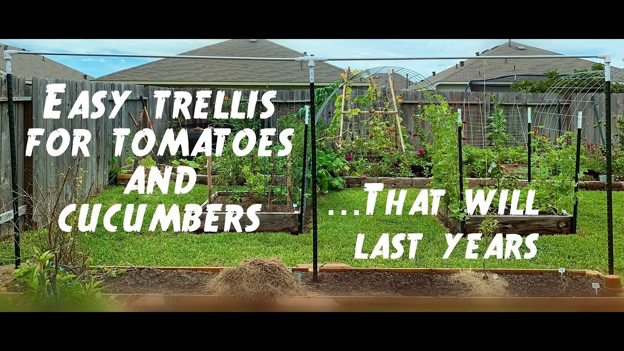 Making an inexpensive trellis that will last several years using T-Post. | Houston Garden Zone 9a