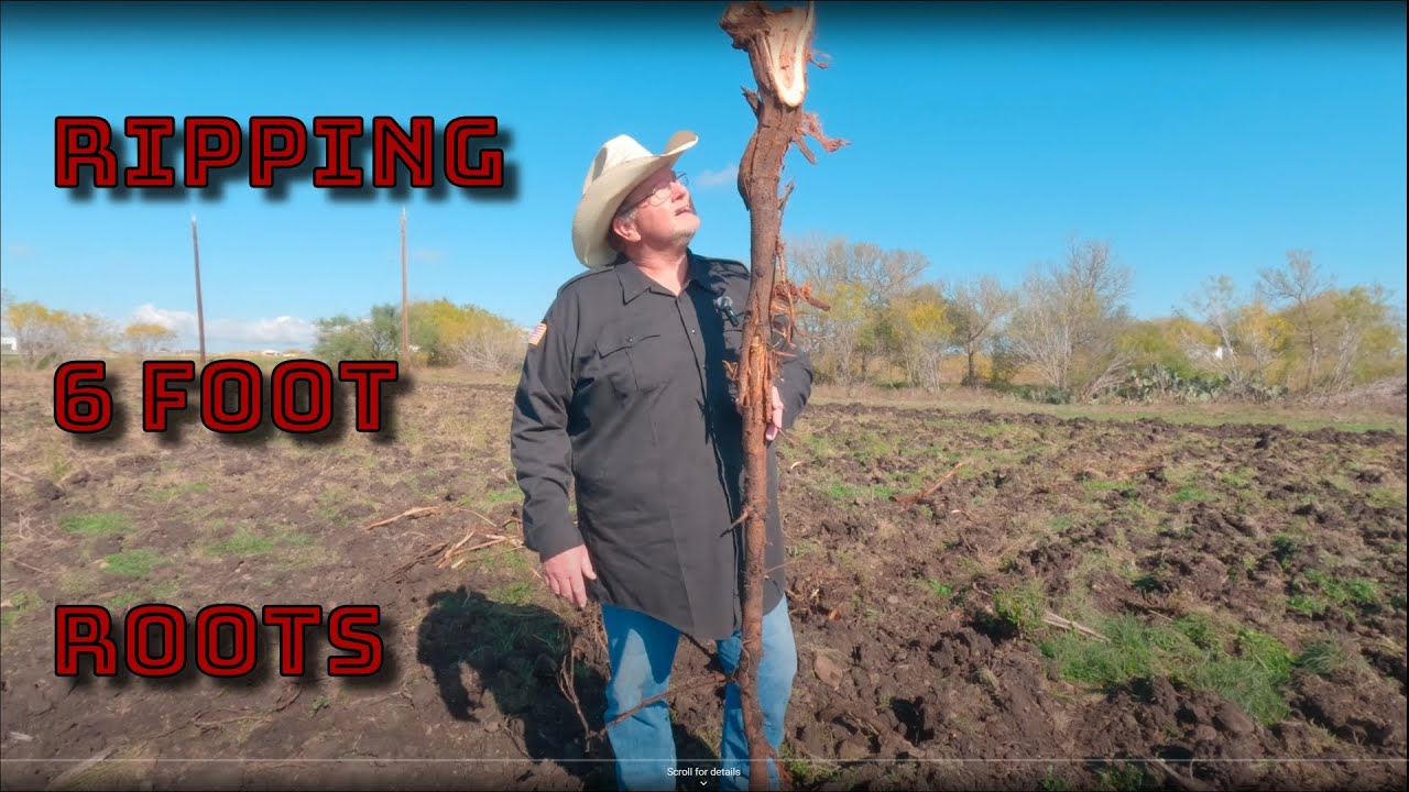 LS MT573 is Ripping mesquite roots. WILL it survive? Pt 2