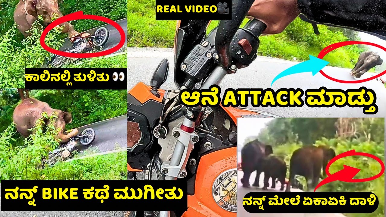 ಬಂಡೀಪುರನಲ್ಲಿ ನನ್ನ ಮೇಲೆ🐘ಆನೆATTACK ಮಾಡ್ತು ಗುರು JUST MISS ನಾನು ಅದರೆ ನನ್ನ DUKE FULL DAMAGE #bandipura