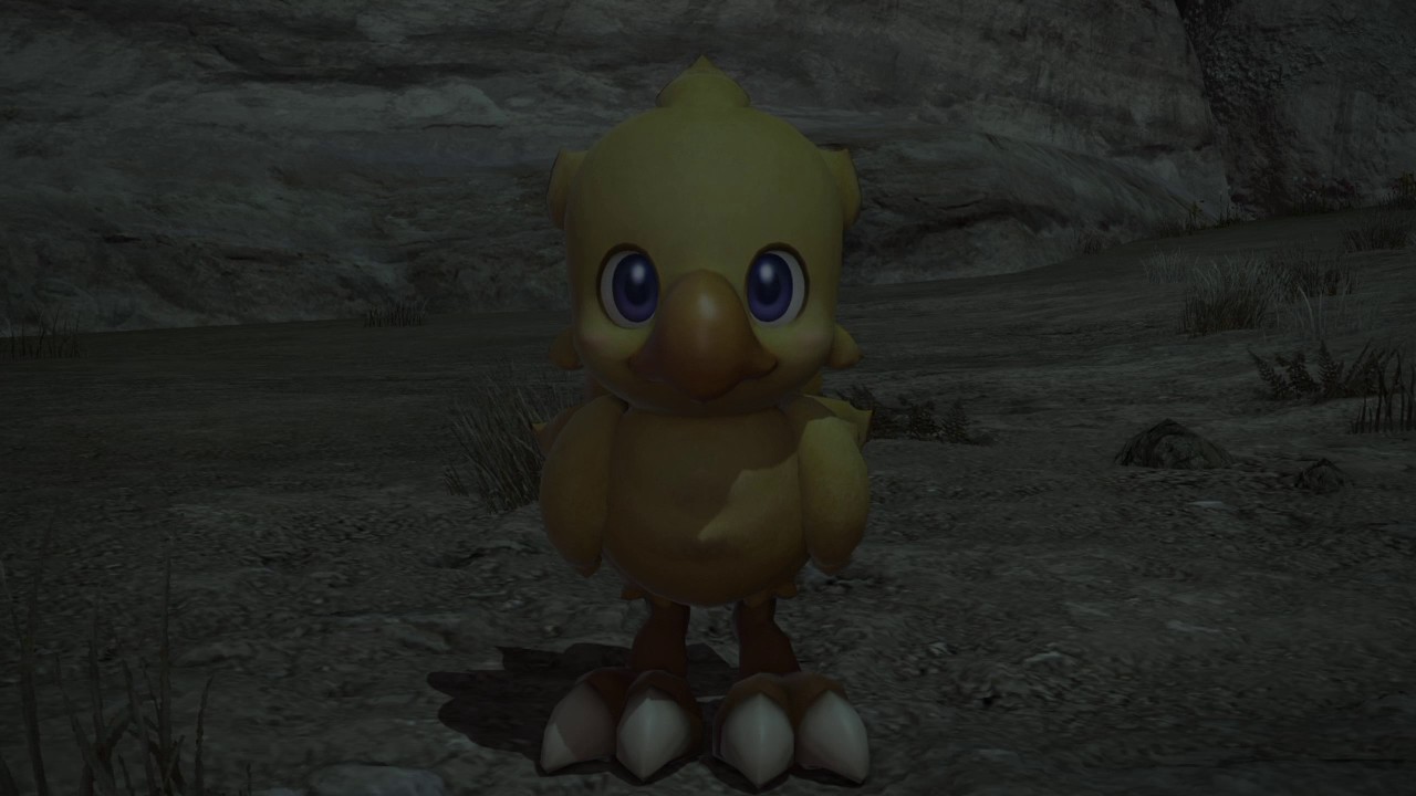 FFXIV Chocobo - kweh?