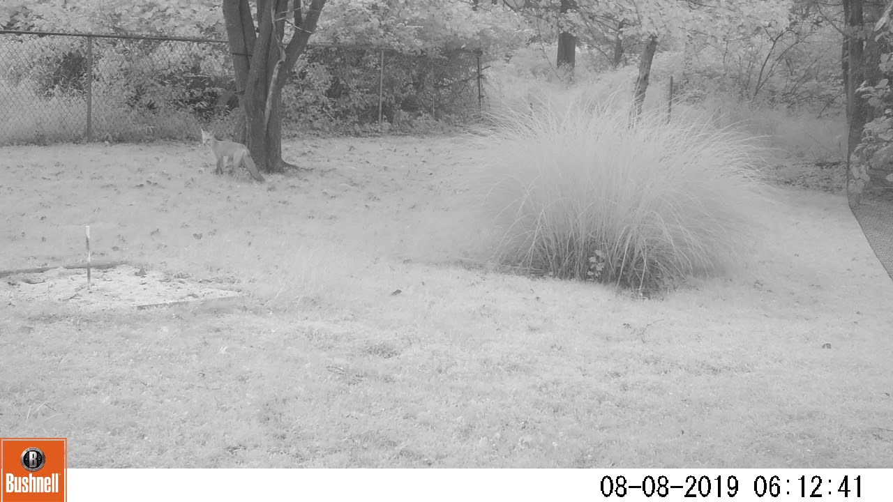 Red Fox Chasing Squirrels