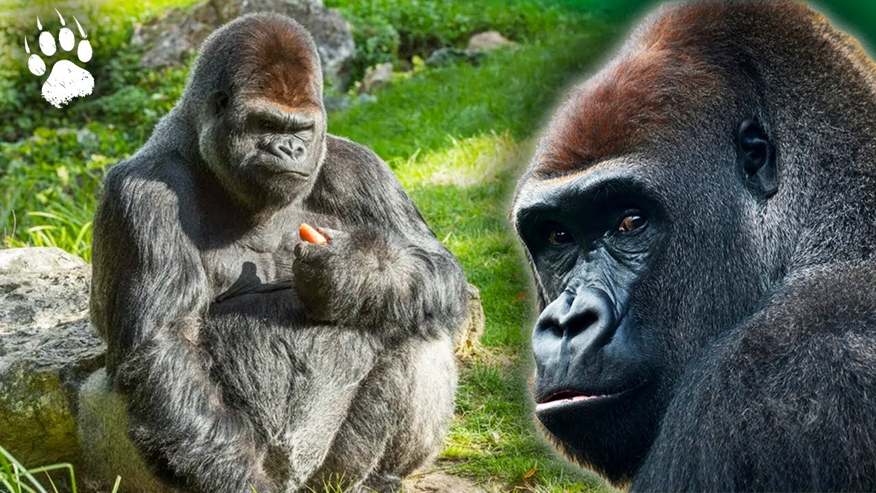 Эбола: гориллы в шторме - Вирус - Документальный фильм о животных - AMP