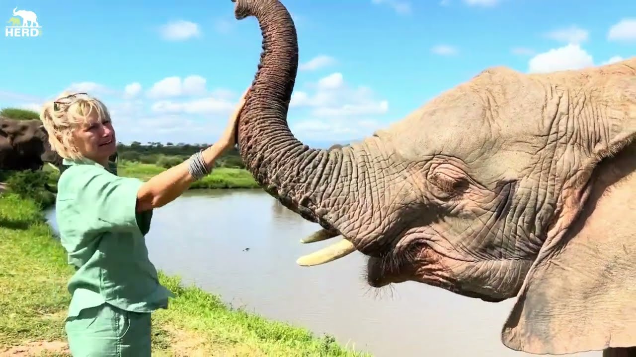 Khanyisa the Albino Elephant | Six Years of Care and Healing 💖