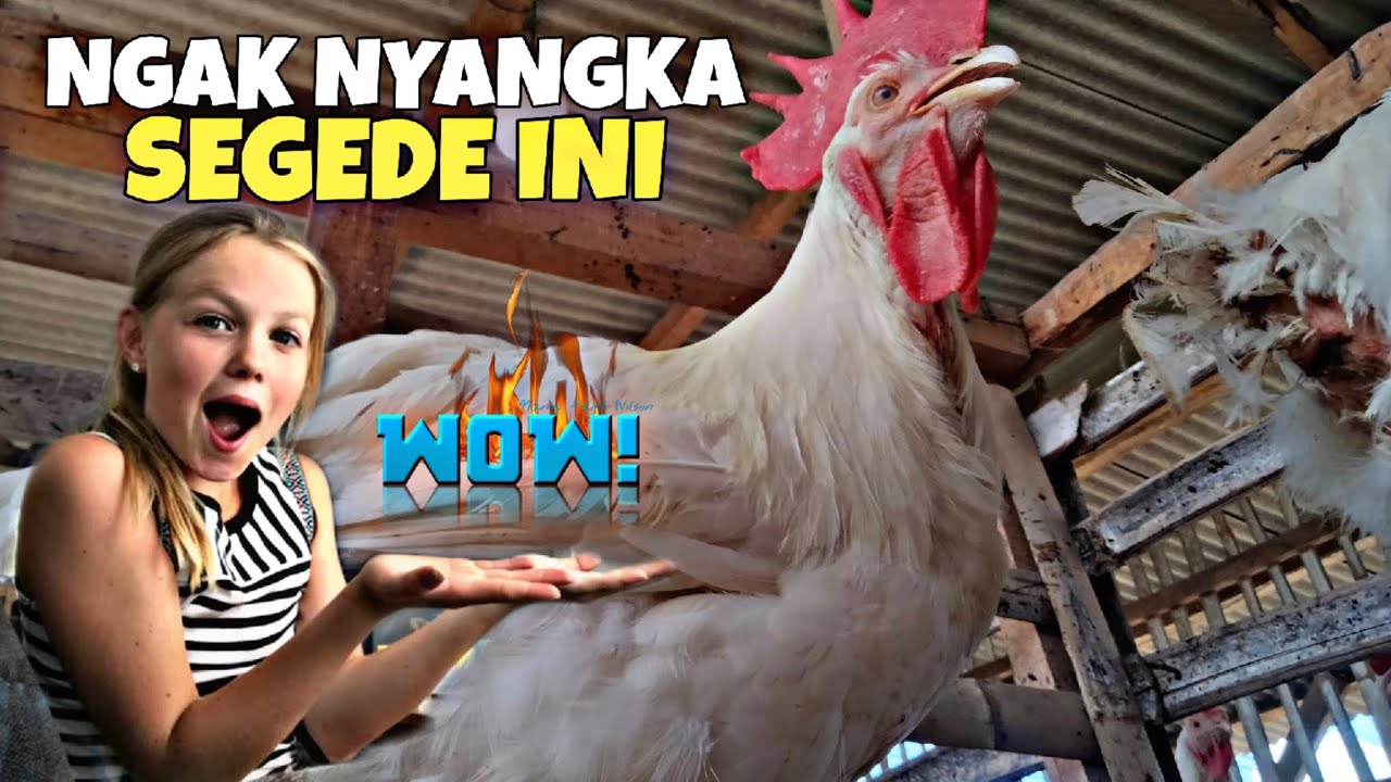 ASTAGA KIRAIN KECIL TERNYATA