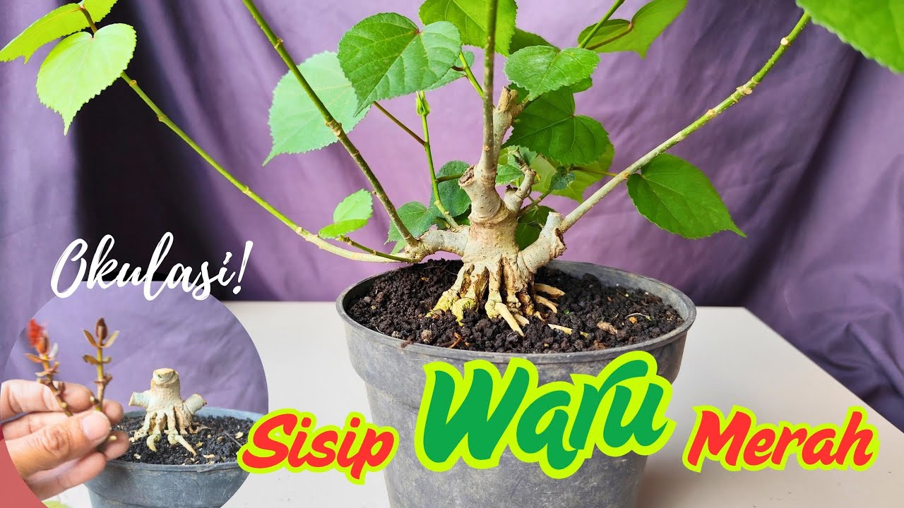 CARA OKULASI ATAU SAMBUNG SISIP BONSAI WARU PASTI BERHASIL 