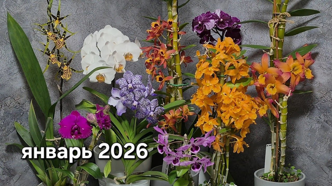 Цветение моих орхидей. Январь 2026.