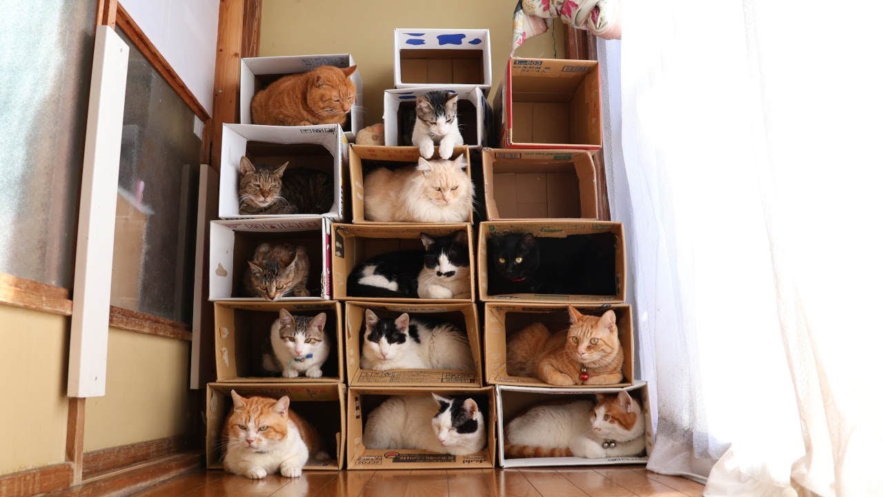 13匹のダンボール猫マンション　230314