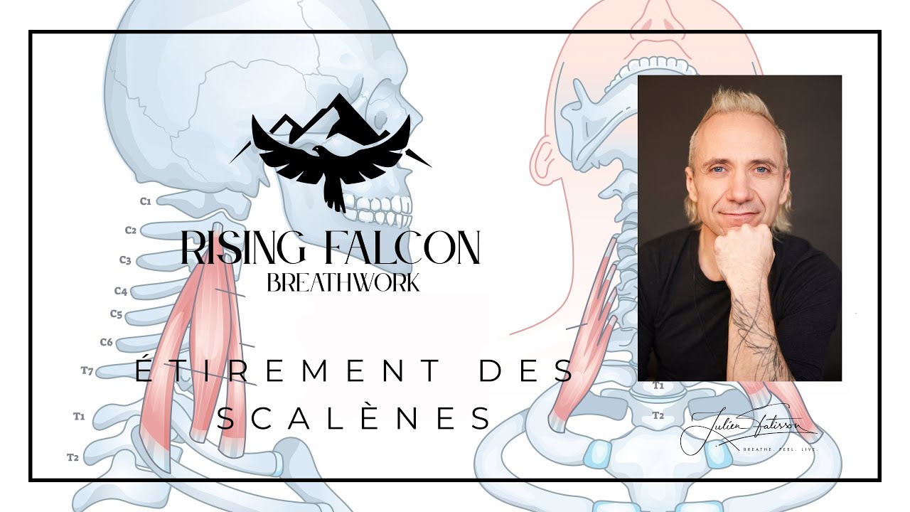 Étirer les scalènes - Rising Falcon Breathwork