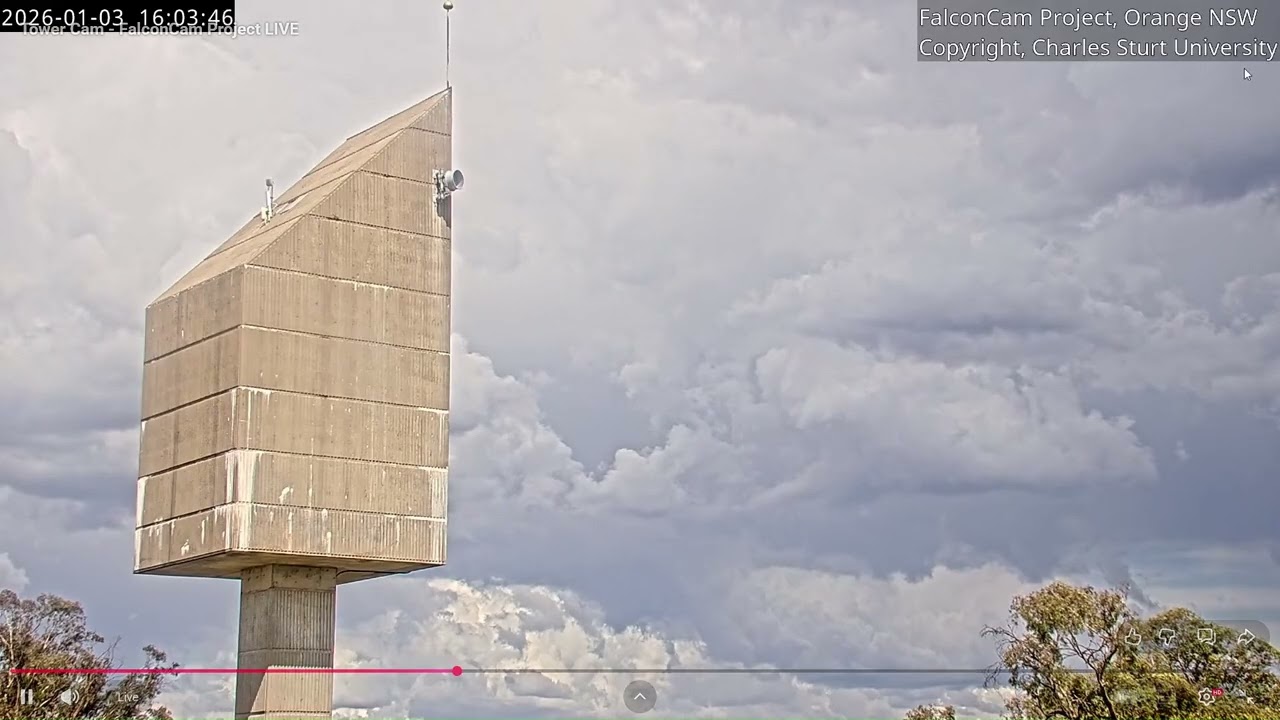 Girri’s screaming, flying, and visit to the roof, Falcon Cam Project, Orange NSW 3 Jan 2026