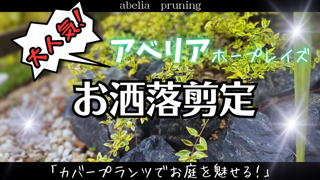 【アベリア】を刈り込まずスッキリ剪定〜毎年の管理がめちゃ楽に！〜