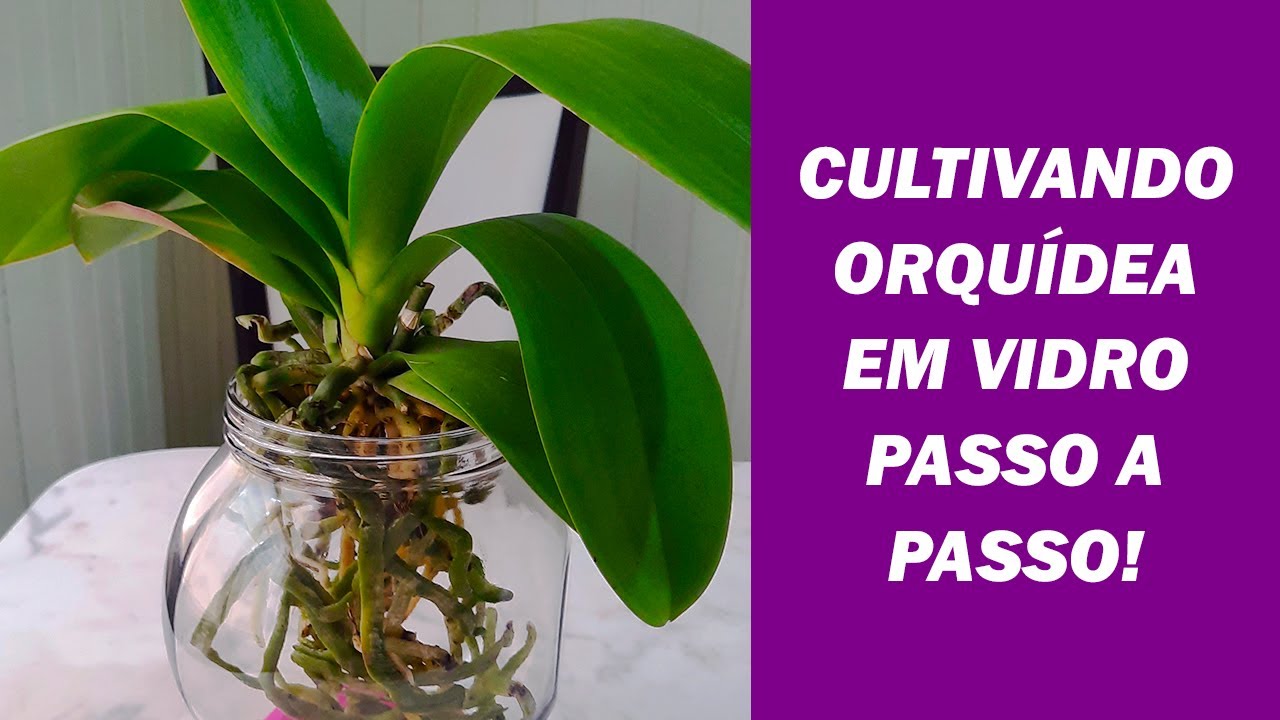 Como Cultivar Orquídea Phalaenopsis em Vidro – Replante de Phalaenopsis