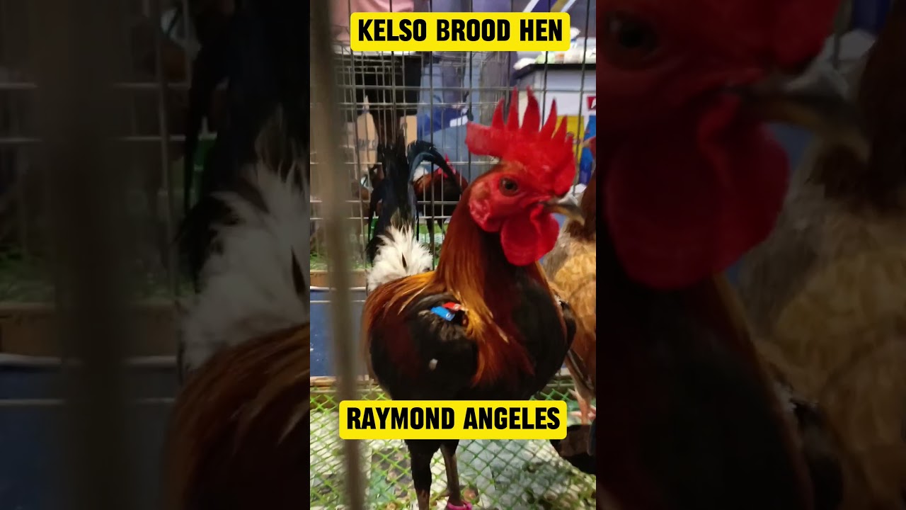 Brood Hen Kelso | Raymond Angeles