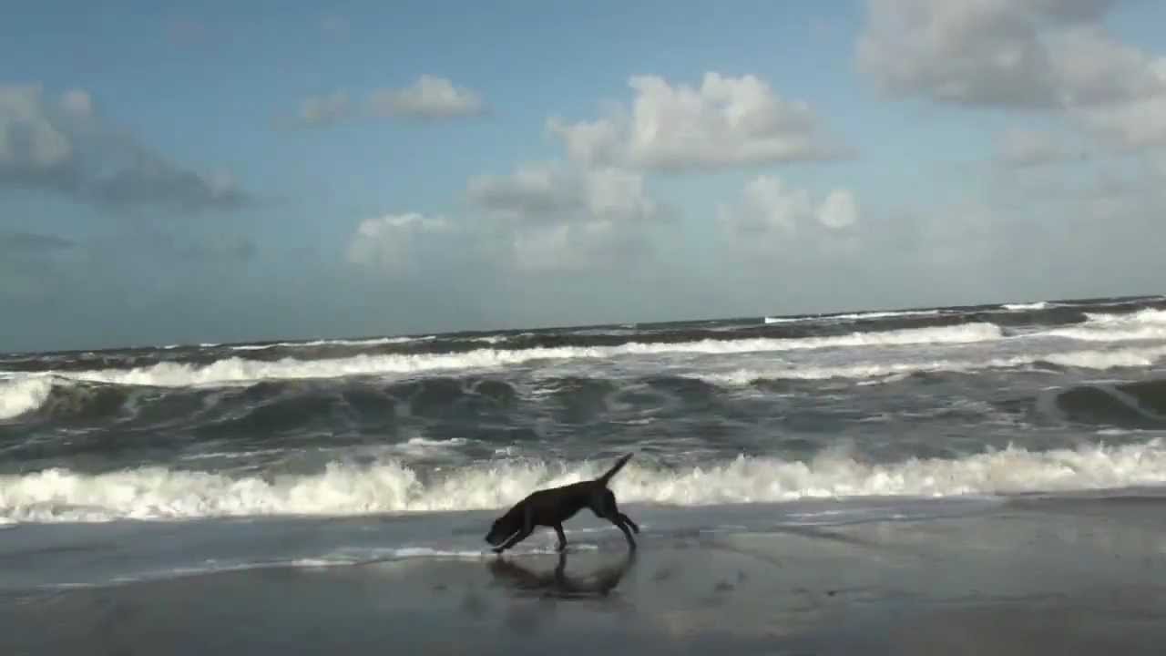 Hundeurlaub Dänemark Hunde toben am Strand