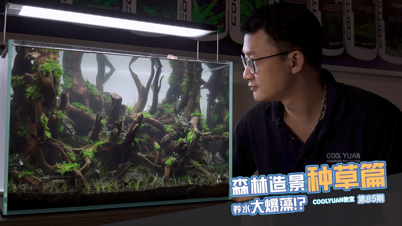森林造景種草篇養水大爆藻！？ep85